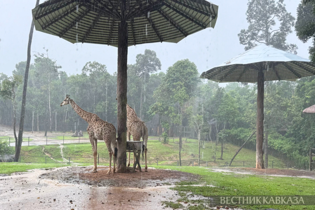 Giraffes