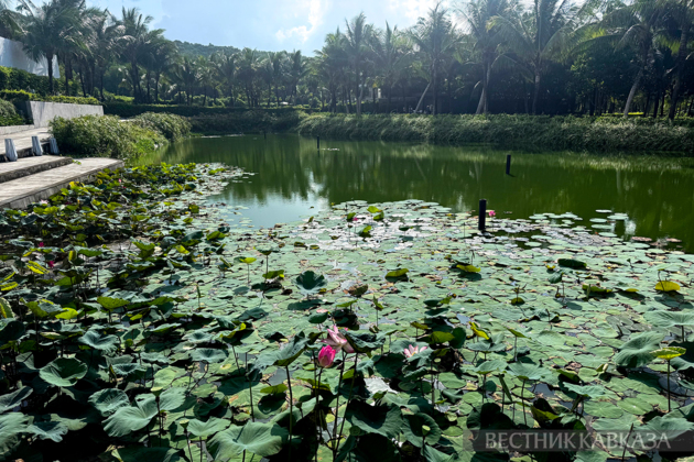 Water lilies