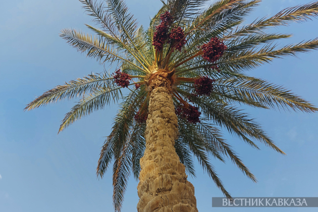 5-magnitude earthquake strikes Egypt