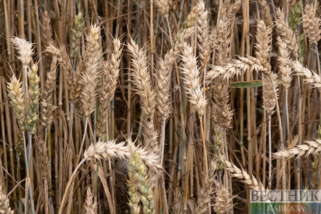 Russian grain to be shipped to Armenia via Azerbaijan tomorrow