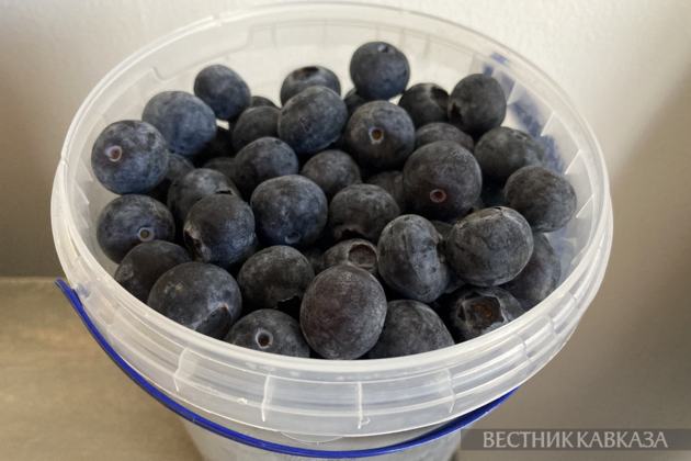 Georgia's blueberry exports increase 1,6-fold