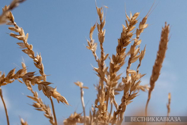 Six wagons of Russian wheat sent to Armenia via Azerbaijan