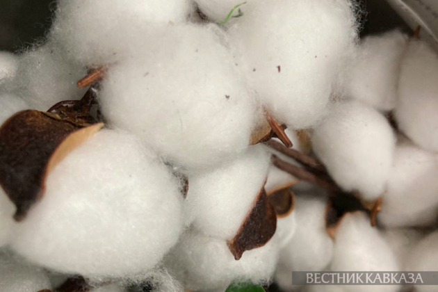 Azerbaijan increases cotton exports by 30 percent
