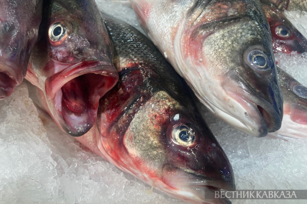Egypt sharply increases purchases of Russian herring