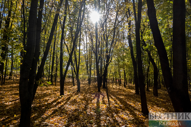 Forest planting on over 600 ha completed in Azerbaijan's liberated areas