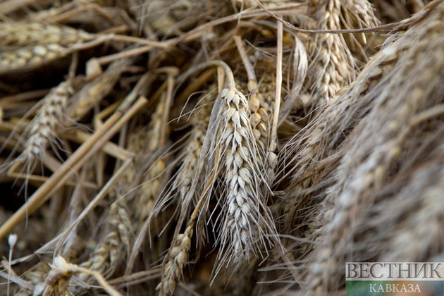 Georgia faces dwindling wheat stocks as world shortage looms