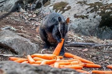 Australia is dropping thousands of veggies from helicopters for hungry animals escaping bushfires
