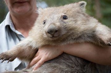 &#039;Hero&#039; wombats: smarts or natural gift?