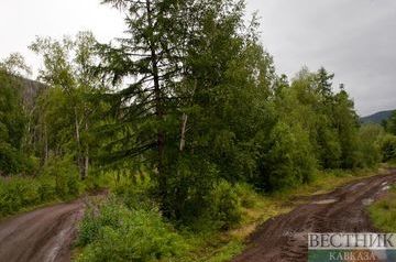 Ingushetia to create forest nursery with 150 thousand seedlings