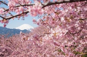 Sakura blossoms in Sochi National Park