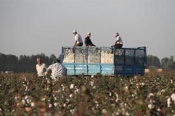 Uzbekistan seeks end of cotton boycott
