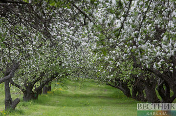 Apple orchard bloom in Moscow (photo report)
