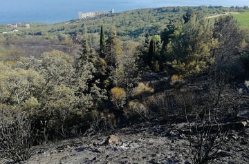 Major natural fire extinguished in Crimea
