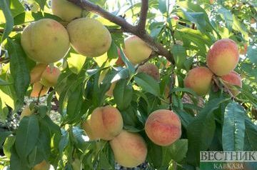 KCR farmers plant first experimental peach orchard