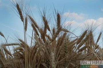 Russia dominates wheat market
