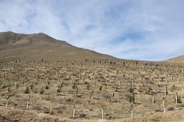 Oriental plane trees planted in liberated Azerbaijan&#039;s Zangilan district