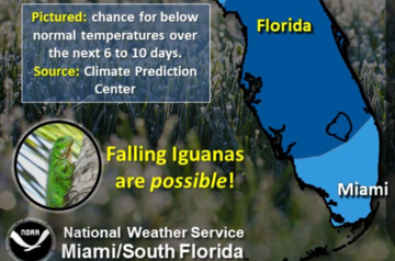 Miami citizens warned of &#039;falling iguanas&#039; season