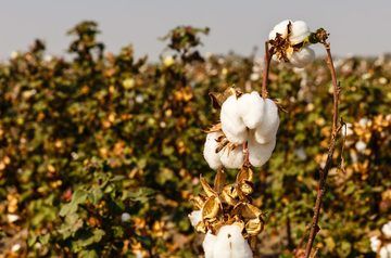 How Uzbekistan’s cotton industry cleaned up its act
