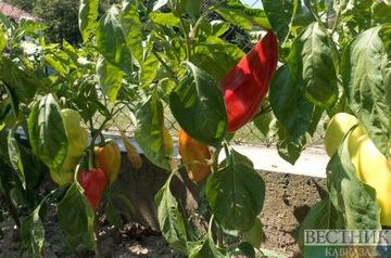 Pepper may help reduce risk of heart disease, study finds