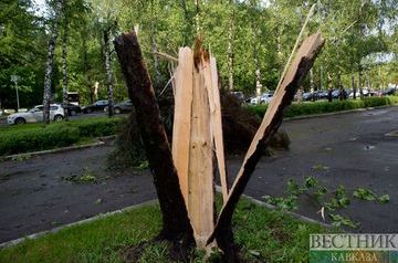 Wind topples trees in Moscow