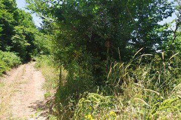 ANAMA: Armenian occupants mined Azerbaijani trees (PHOTOS)