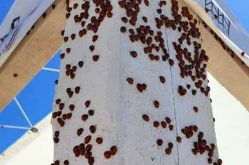 Ladybugs attack Anapa beaches 