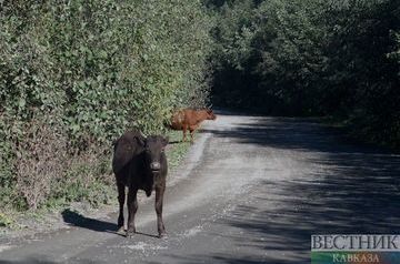 Residents of Armenia stole bull and calf and collided with truck