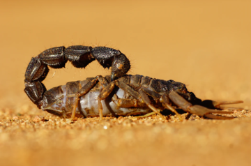 Scorpions attack Shymkent