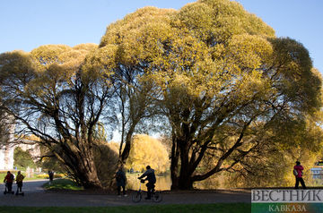 Golden Autumn in the Botanical Garden (photo report)