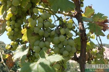 Dagestan breaks previous record for grape harvesting ahead of schedule
