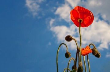 Taliban bans opium poppy cultivation in Afghanistan