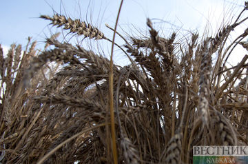 Turkey intends to buy Indian wheat 
