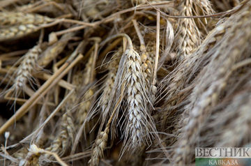 Russia’s grain harvest to exceed last year’s level in 2022