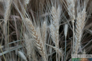 Quadrilateral grain export meeting to be held in Istanbul