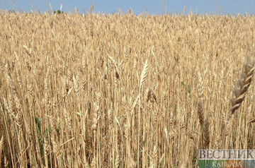 Russia to hold Global Grain Outlook in Baku
