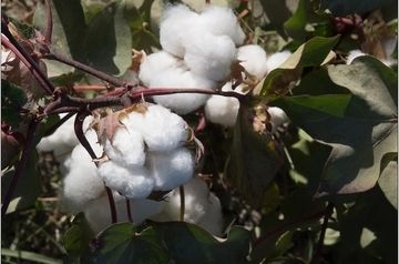 Cotton production to be restored in Dagestan