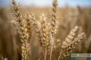 Russia ready to supply up to 500,000 tons of grain to poorest countries