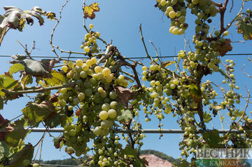 Chardonnay and Merlot grapes to be grown nearby Derbent