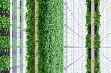 Can vertical farming provide Middle East with food?