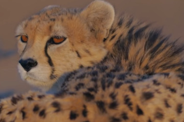One of last Asiatic cheetah cub dies in Iran