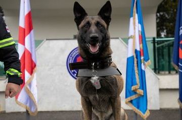 Rescue dog awarded medal for work in Türkiye 