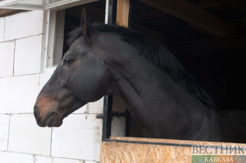 Kadyrov&#039;s racehorse stolen in Czech Republic