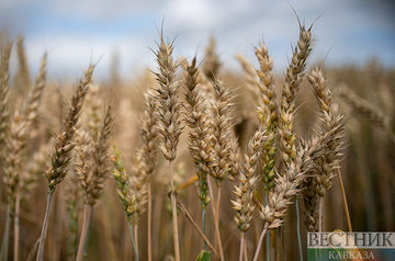 Russia ready to extend grain deal only for 2 months