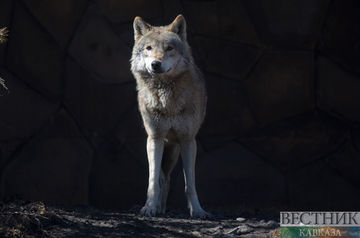 Wolf bites child at zoo in Kazakhstan