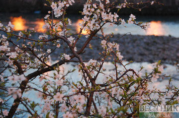 Tbilisi hosts Cherry Blossom Days