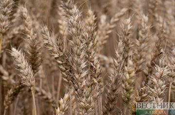 Russia exports record amount of grain