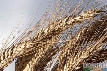Georgia bans wheat imports until November