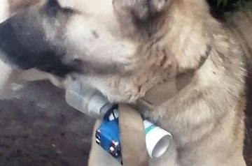 Militants in Khankendi use kamikaze dogs against Azerbaijani military