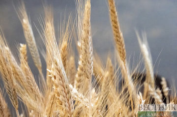 Russia to supply 1 mln tons of grain to Turkey