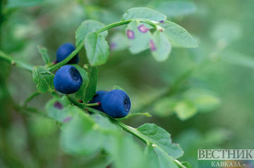 UAE to grow blueberries in Uzbekistan